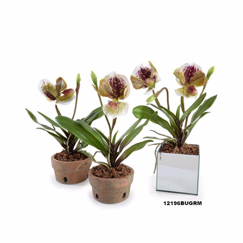 Lady's Slipper Orchid