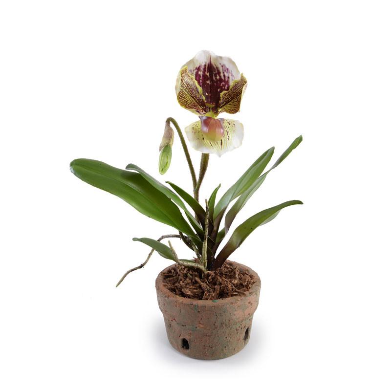 Lady's Slipper Orchid