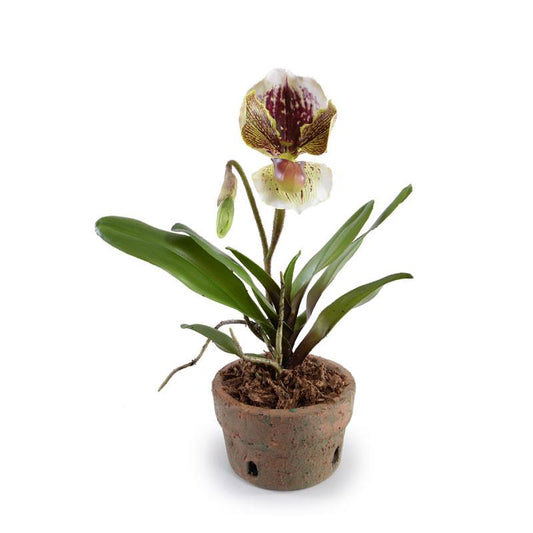 Lady's Slipper Orchid