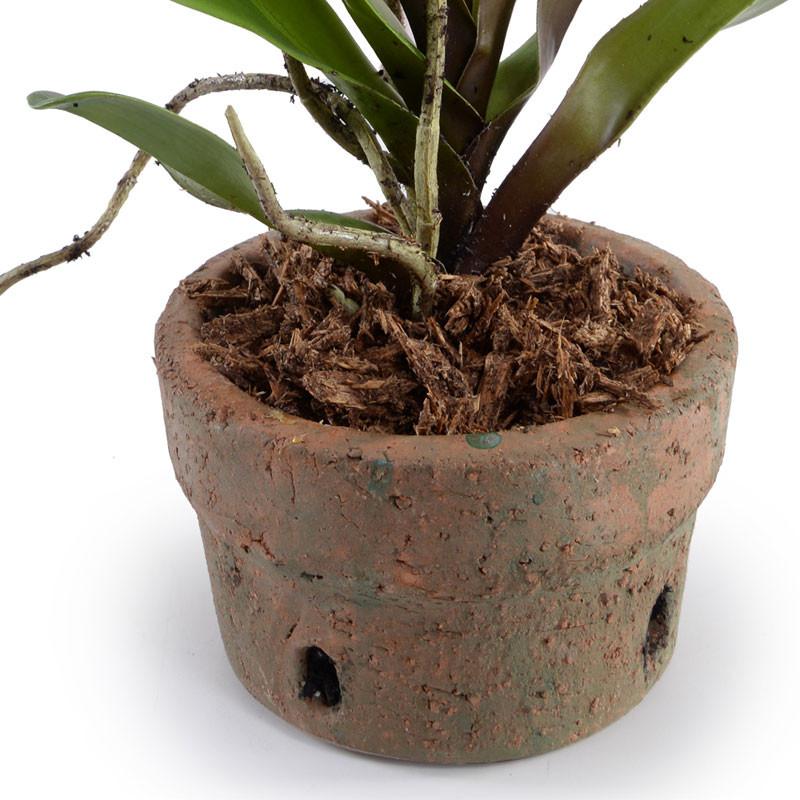 Lady's Slipper Orchid