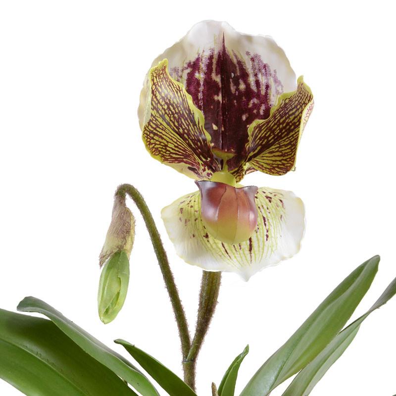 Lady's Slipper Orchid