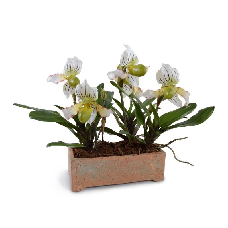 Lady's Slipper Orchid