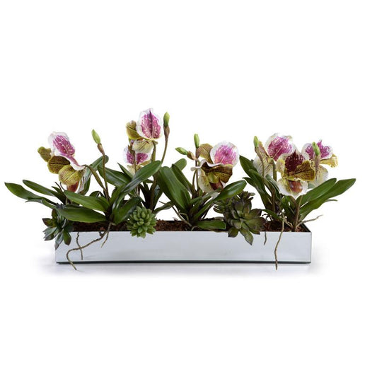 Lady's Slipper Orchid