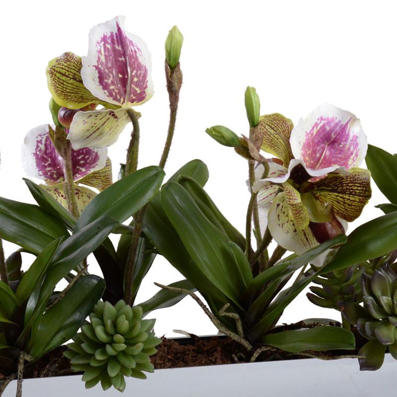 Lady's Slipper Orchid