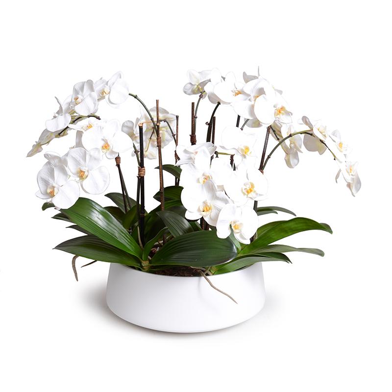 Phalaenopsis Orchid Centerpiece