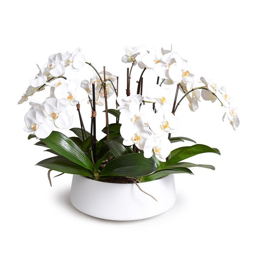 Phalaenopsis Orchid Centerpiece