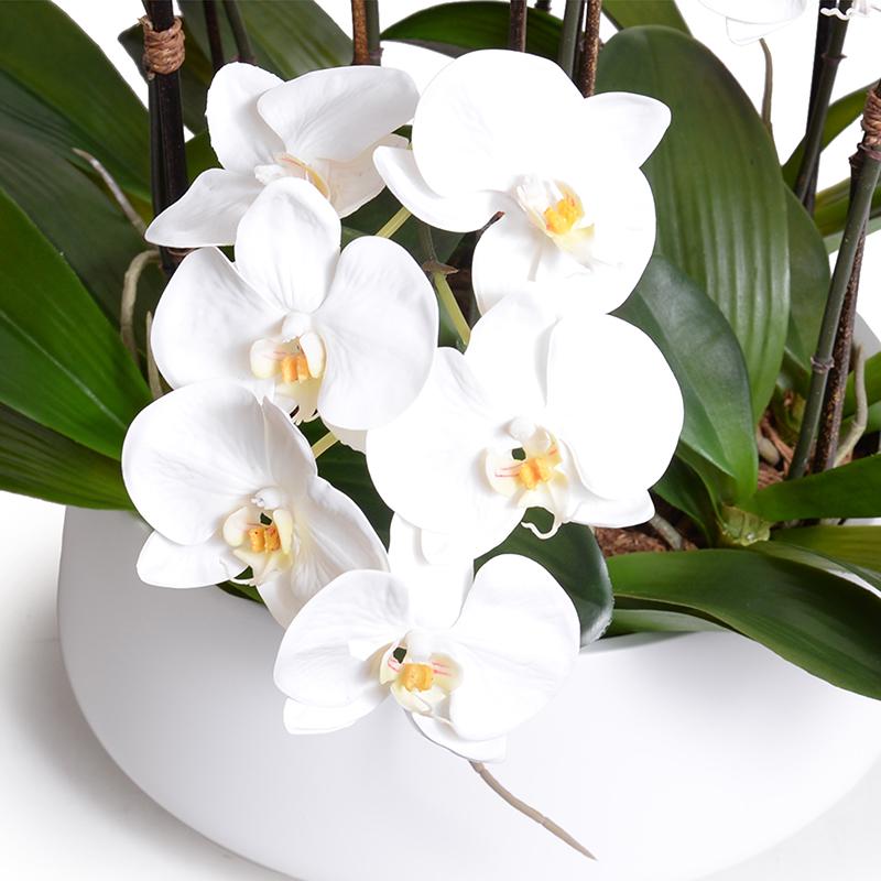 Phalaenopsis Orchid Centerpiece
