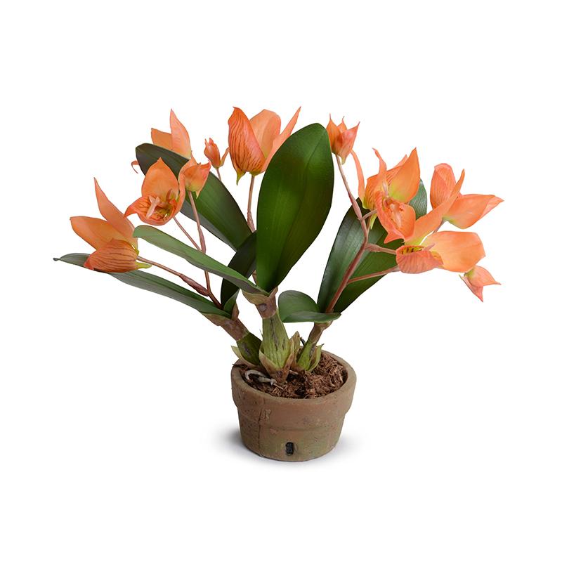 Disa Orchid plant - New Growth Designs