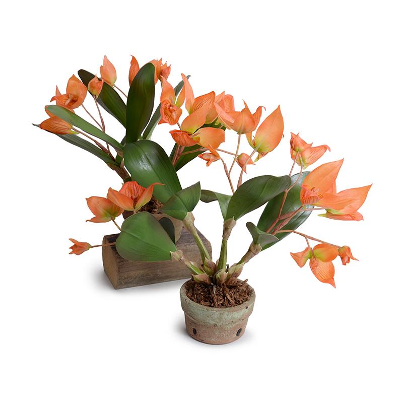 Disa Orchid plant - New Growth Designs