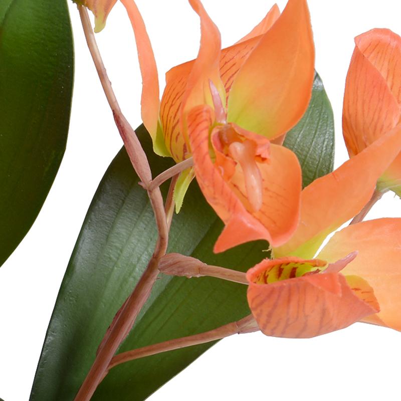Disa Orchid plant - New Growth Designs