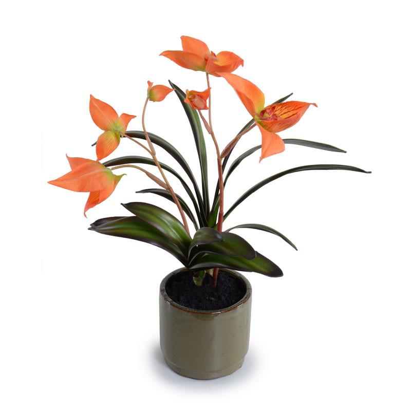 Disa Orchid - New Growth Designs