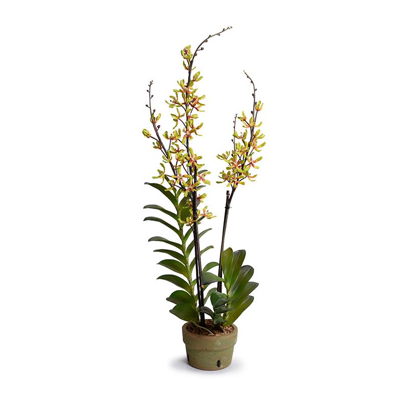 Aranda Orchid - New Growth Designs