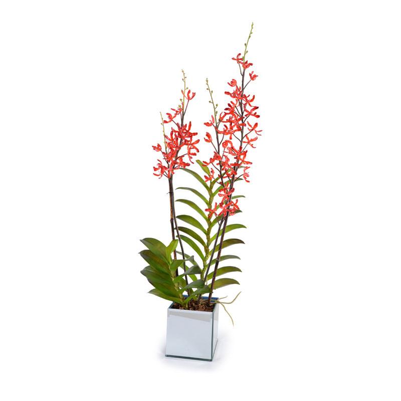 Aranda Orchid - New Growth Designs