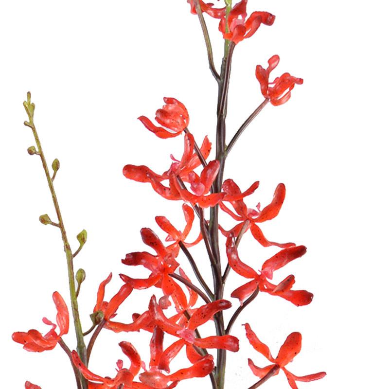 Aranda Orchid - New Growth Designs