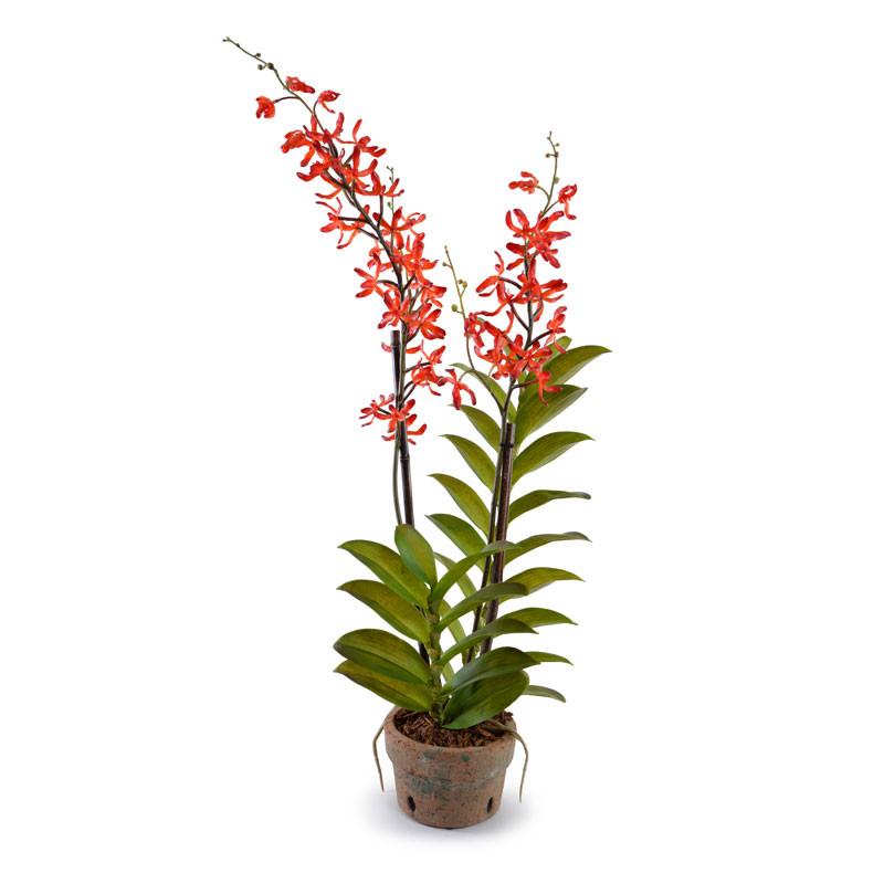 Aranda Orchid, Red - New Growth Designs