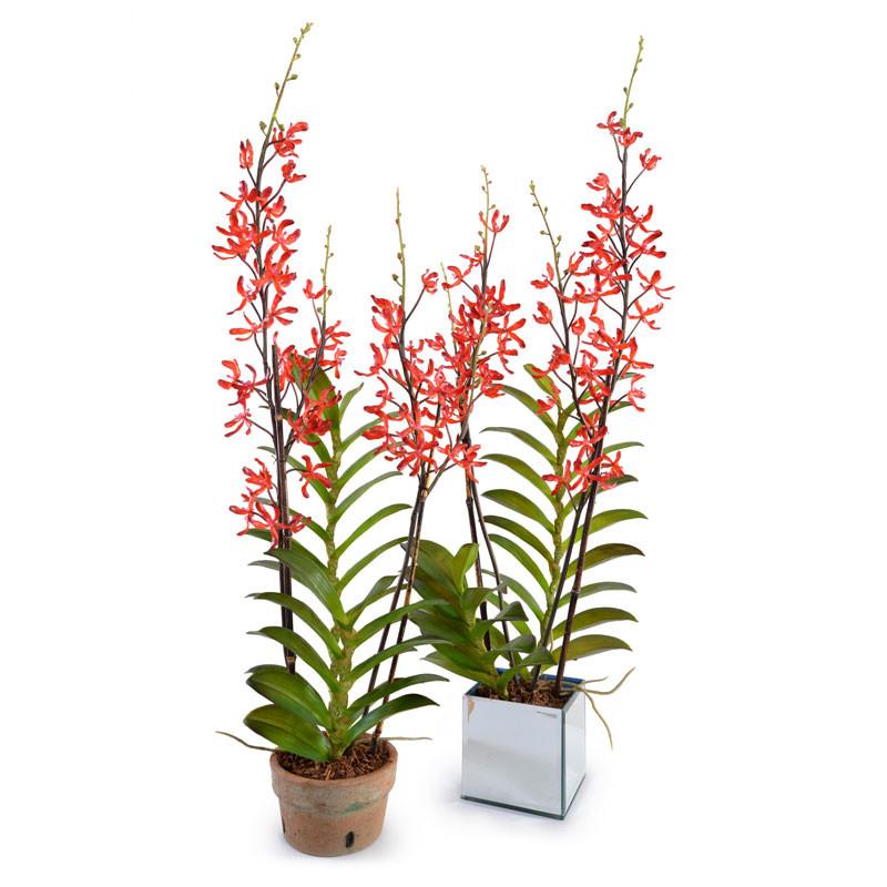 Aranda Orchid - New Growth Designs