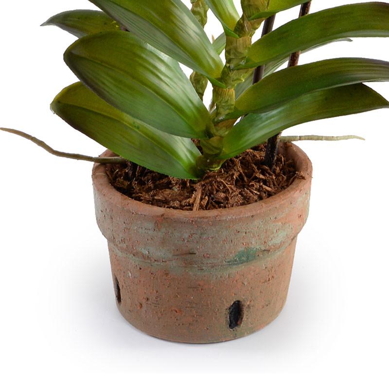 Aranda Orchid - New Growth Designs