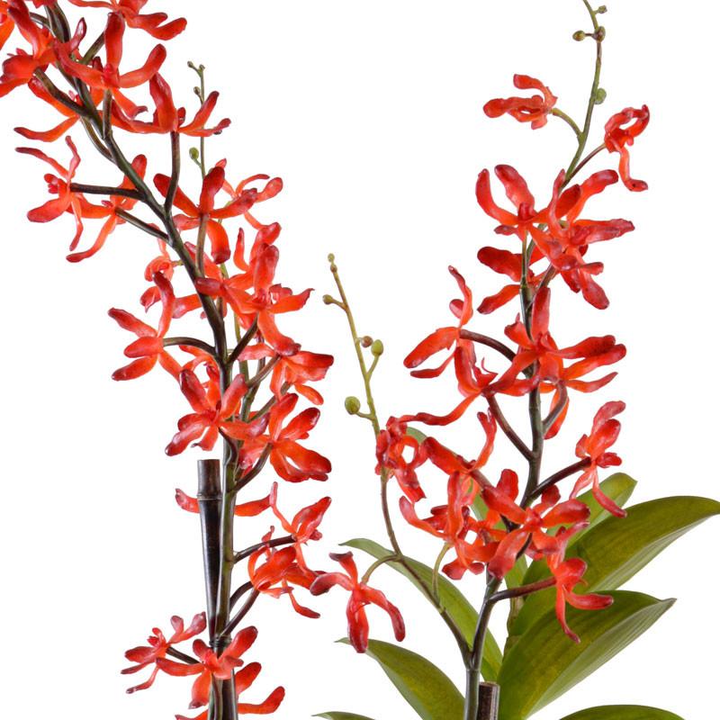 Aranda Orchid, Red - New Growth Designs