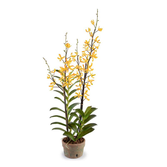 Aranda Orchid, Golden yellow - New Growth Designs