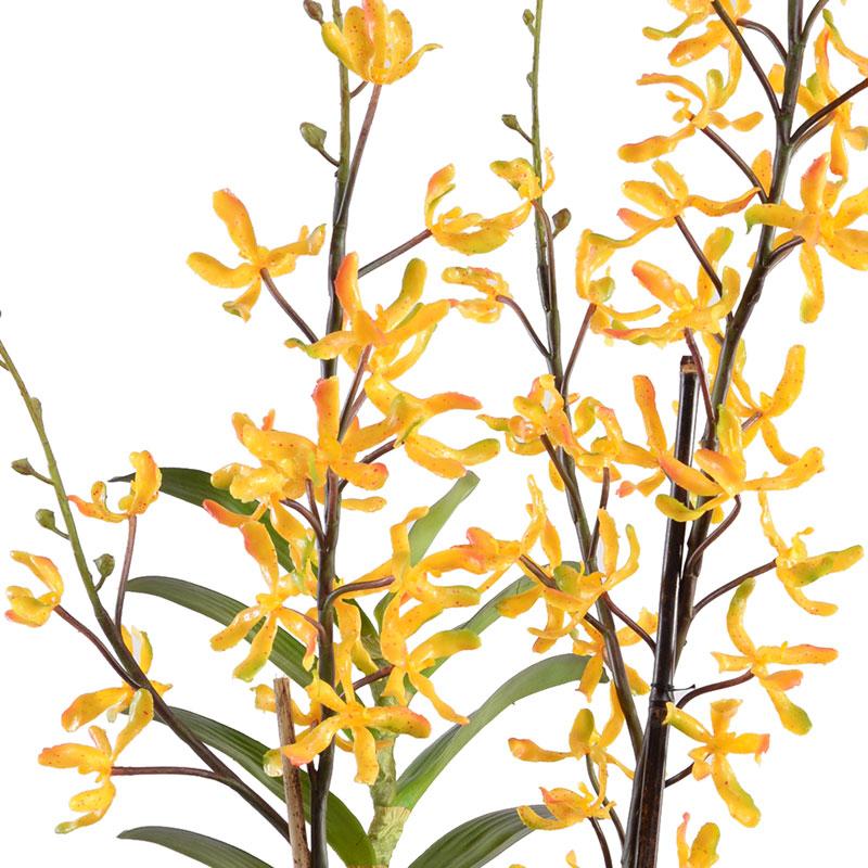 Aranda Orchid, Golden yellow - New Growth Designs