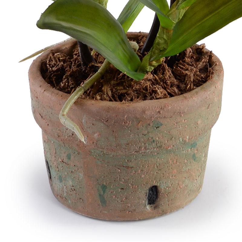 Aranda Orchid, Golden yellow - New Growth Designs