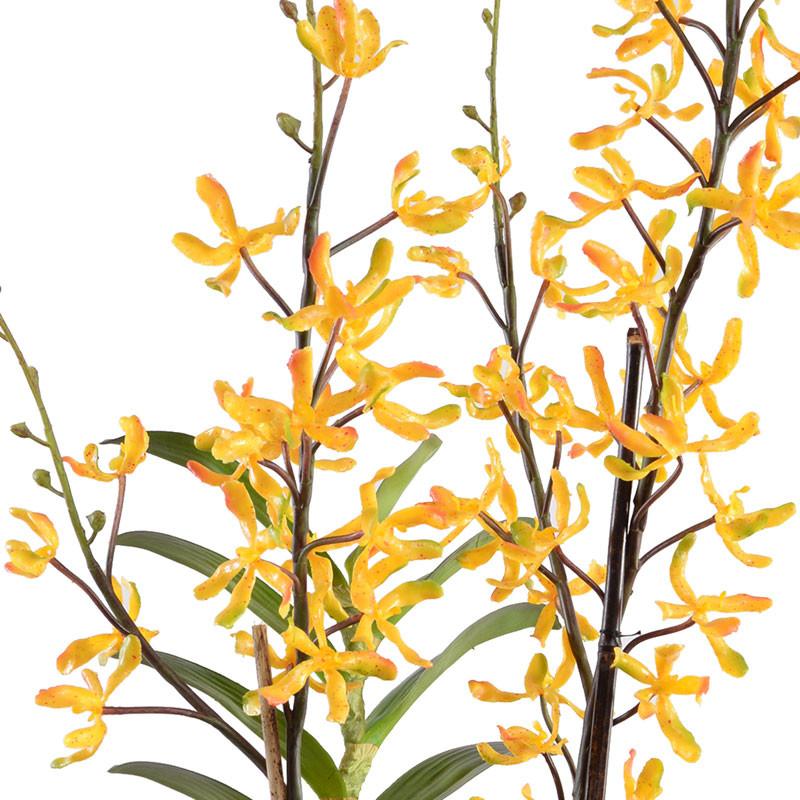 Aranda Orchid - New Growth Designs