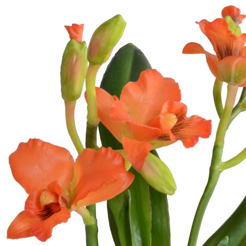 Cattleya Orchid - New Growth Designs