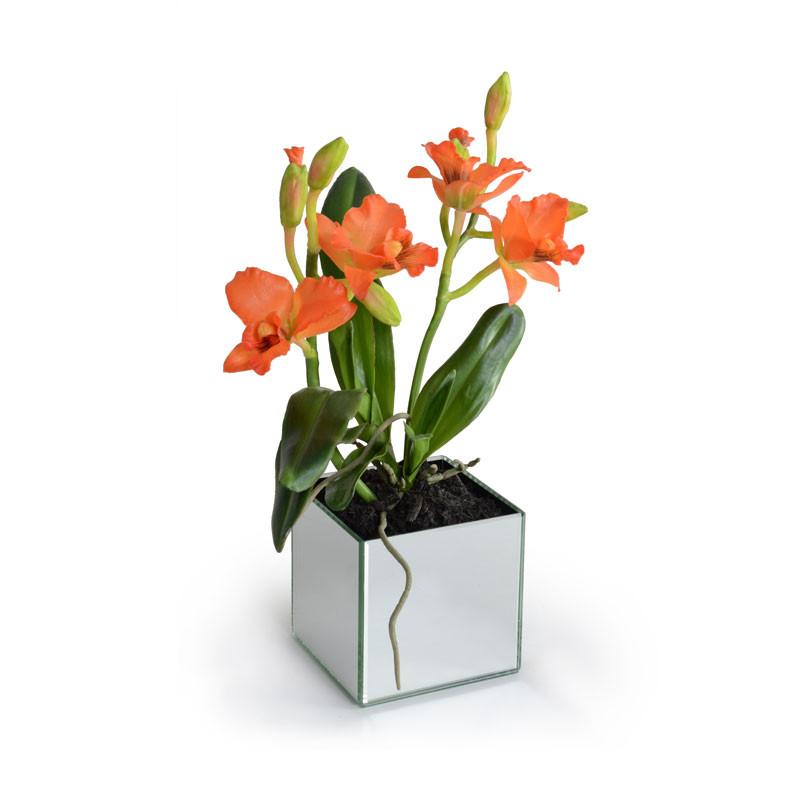 Cattleya Orchid - New Growth Designs