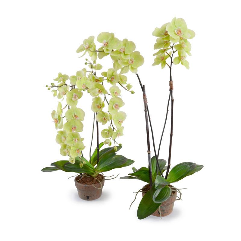 Hanging Phalaenopsis Orchid - New Growth Designs
