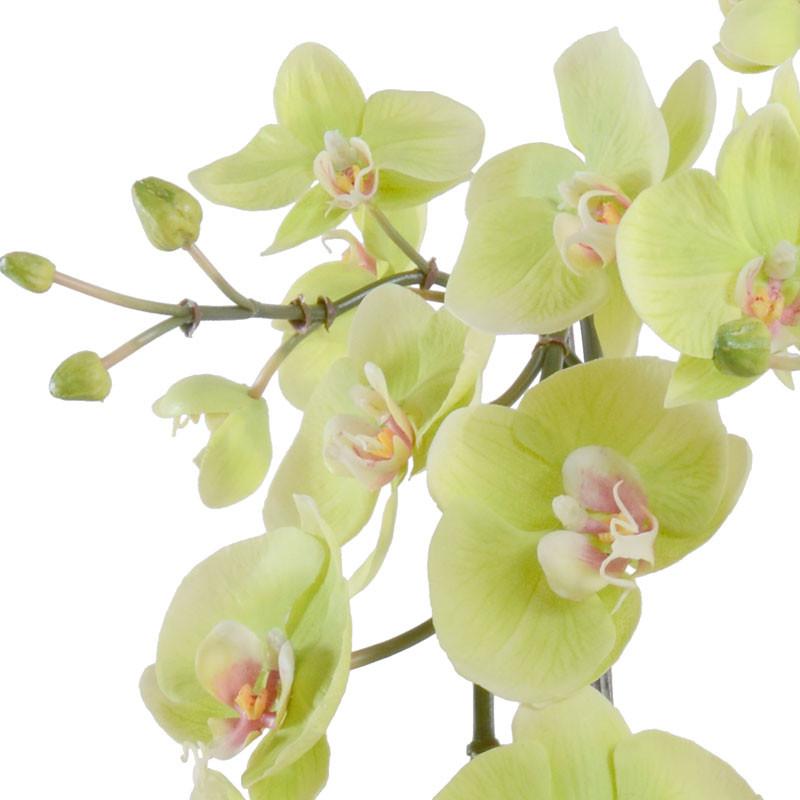 Hanging Phalaenopsis Orchid - New Growth Designs