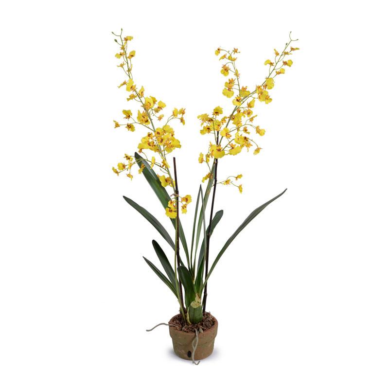 Oncidium Orchid
