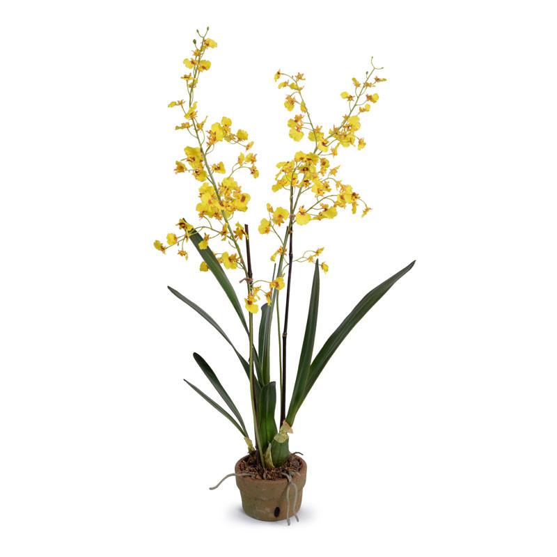 Oncidium Orchid