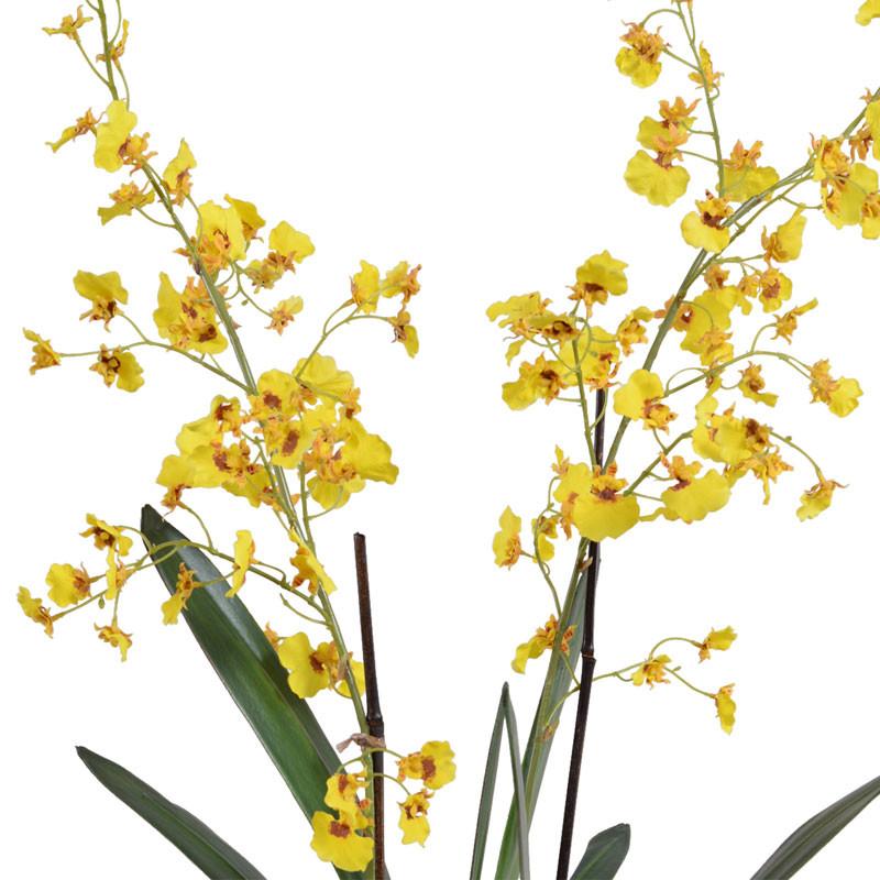 Oncidium Orchid