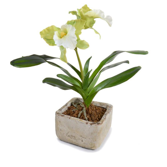 Small Cattleya Orchid