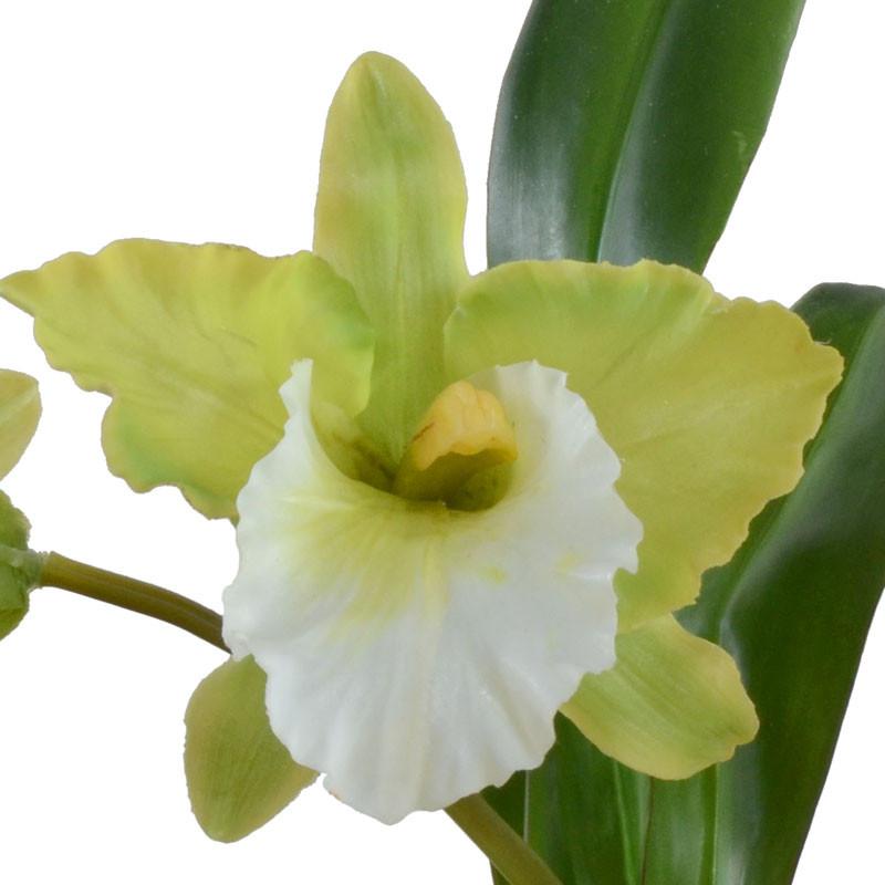 Cattleya Orchid - New Growth Designs