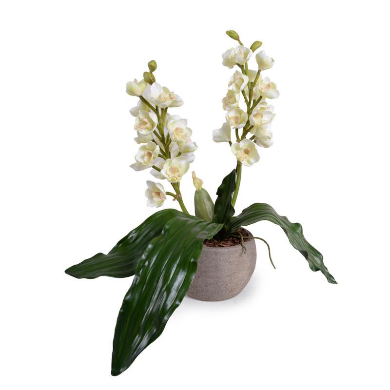 Lycaste Orchid plant