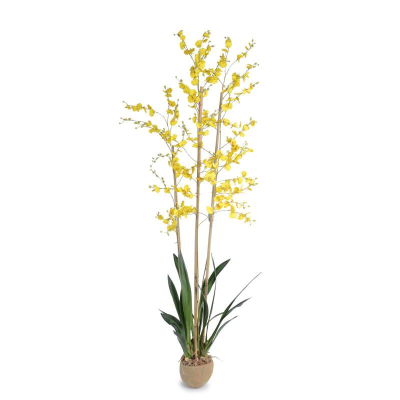 Oncidium Orchid