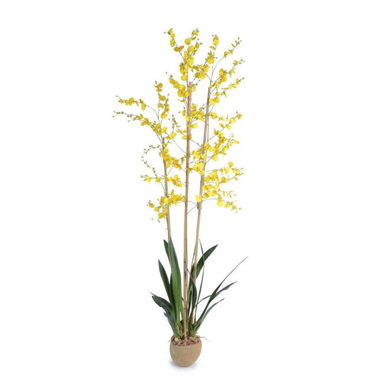 Oncidium Orchid