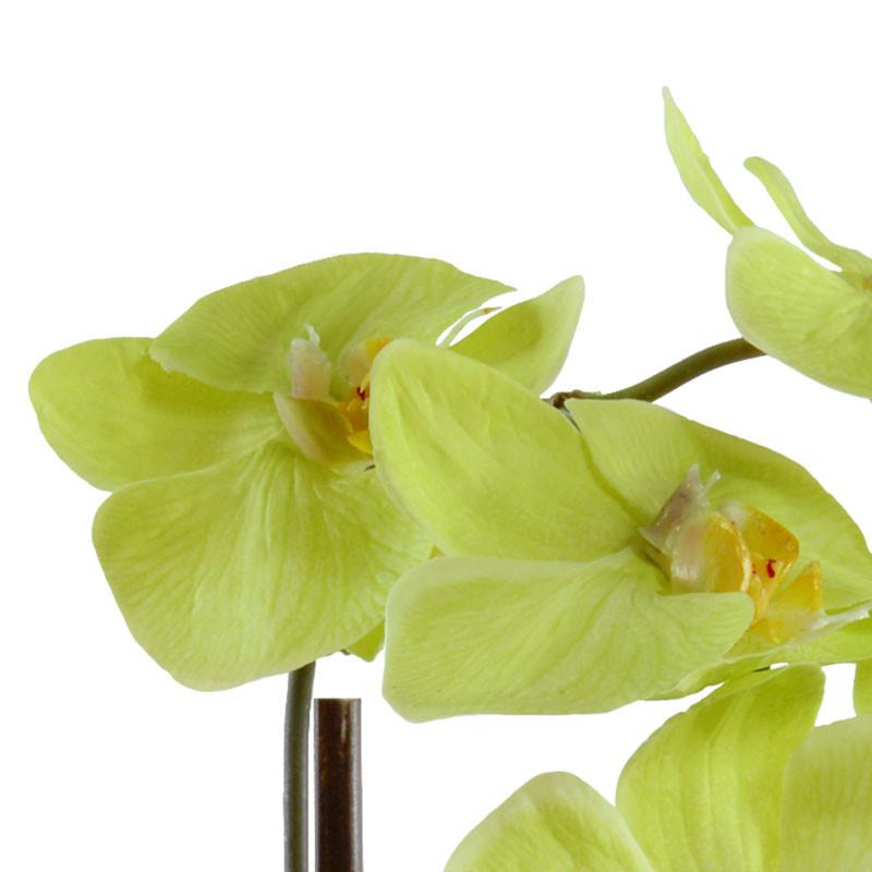 Phalaenopsis Orchid (Duplicate)