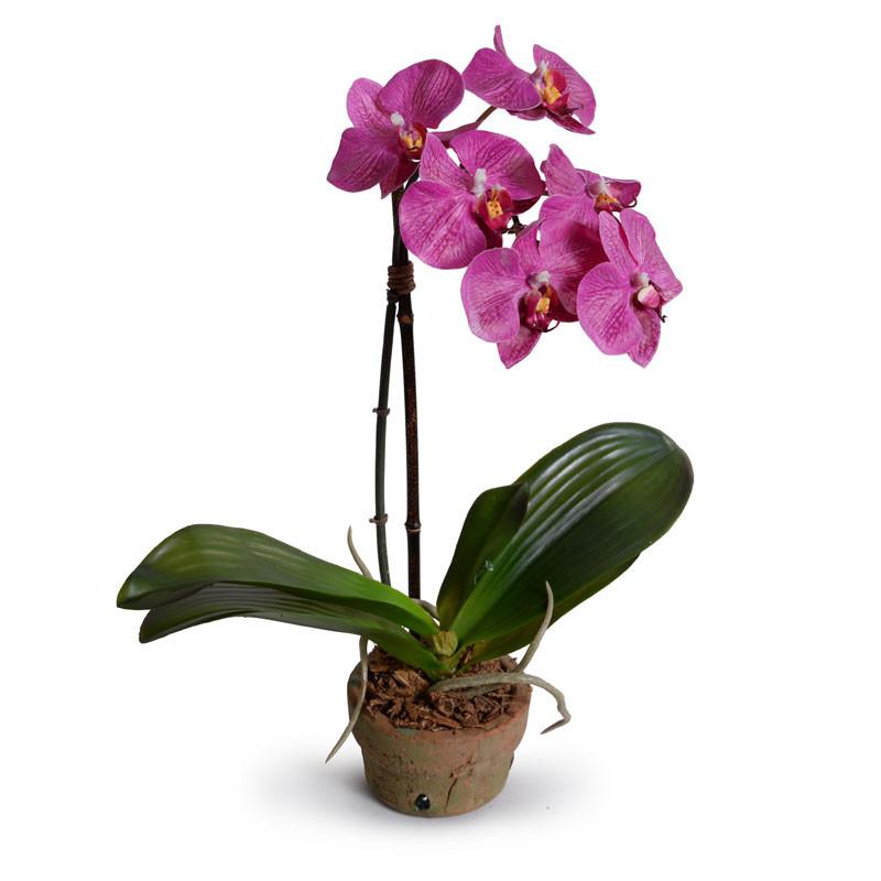 Phalaenopsis Orchid
