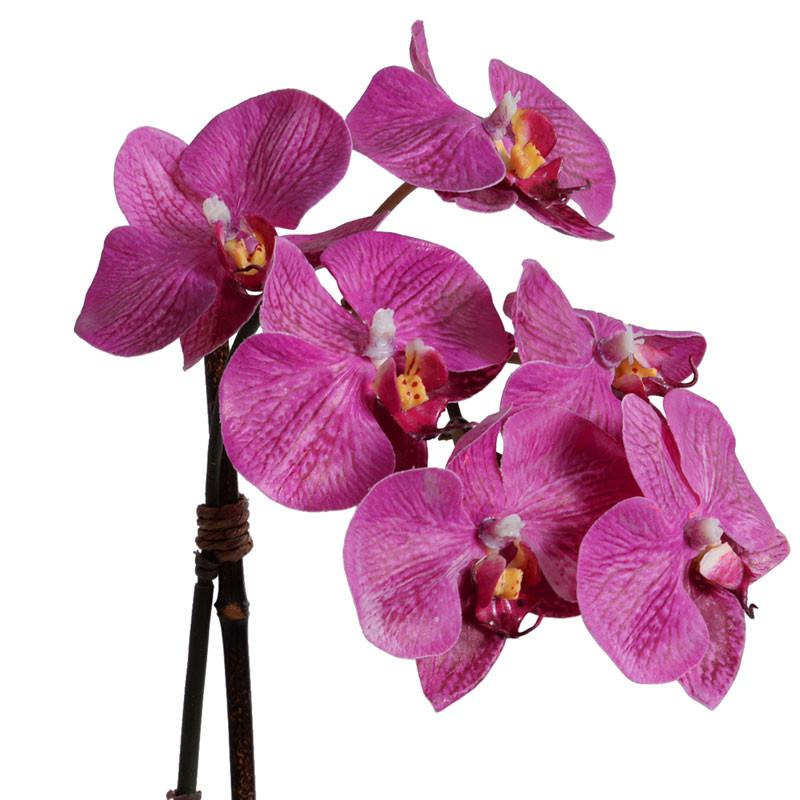 Phalaenopsis Orchid
