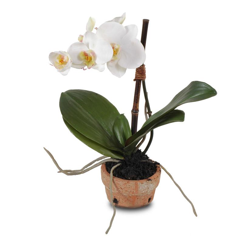 Phalaenopsis Orchid (Duplicate)