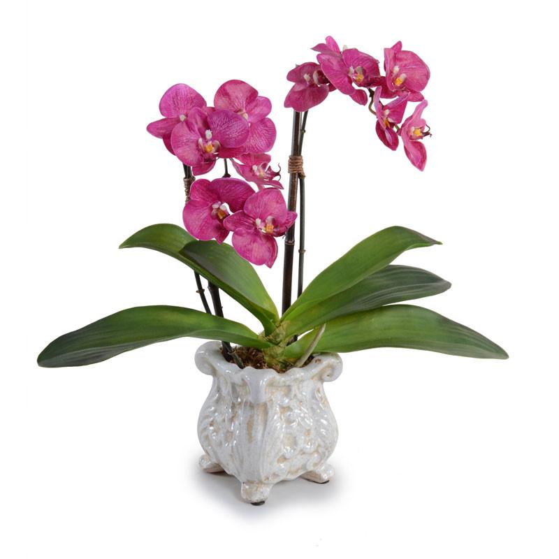 Phalaenopsis Orchid