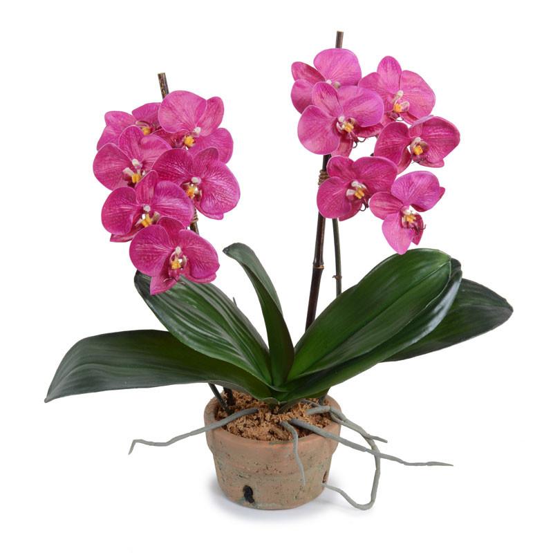 Phalaenopsis Orchid