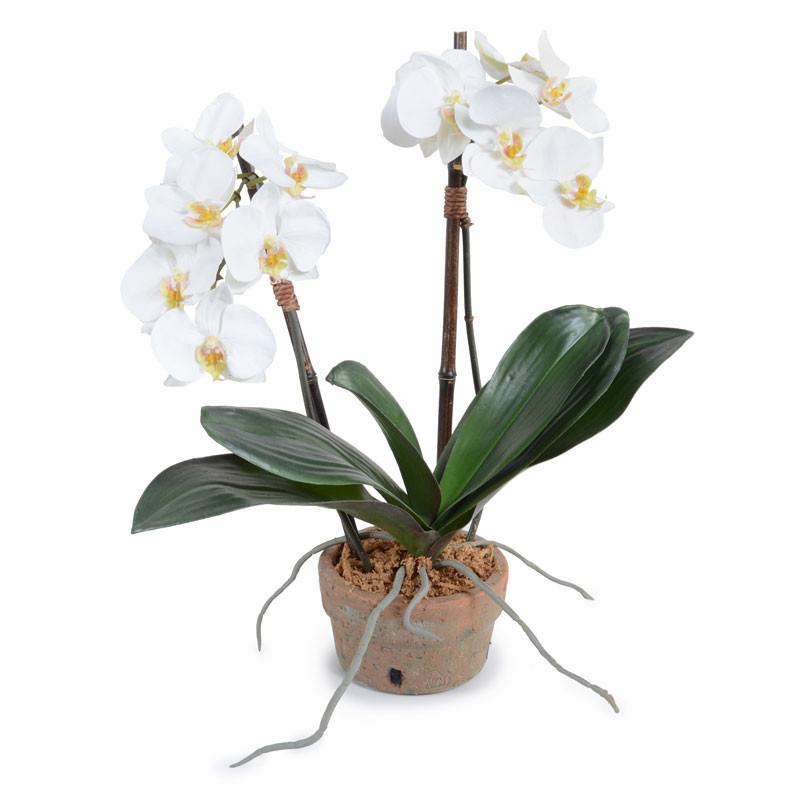 Phalaenopsis Orchid