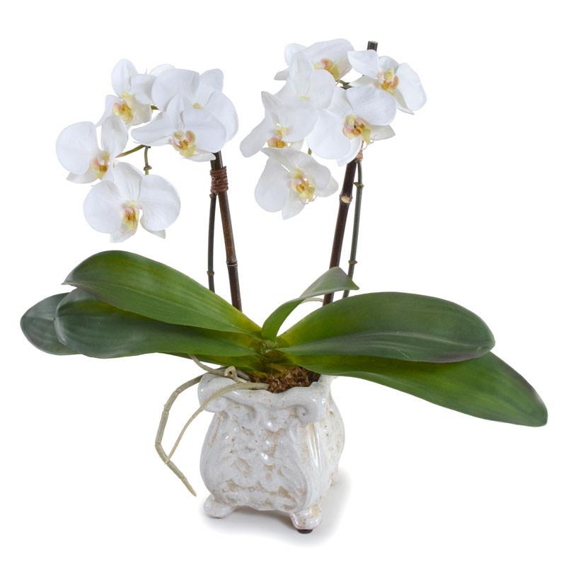 Phalaenopsis Orchid (Duplicate)