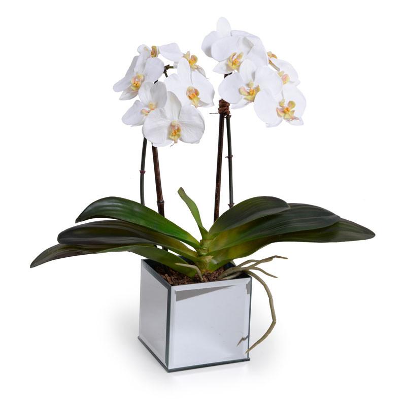 Phalaenopsis Orchid