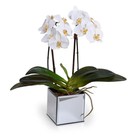 Phalaenopsis Orchid (Duplicate)
