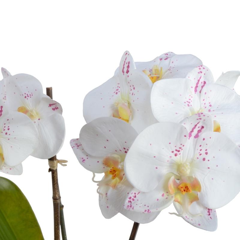 Phalaenopsis Orchid Leaf It