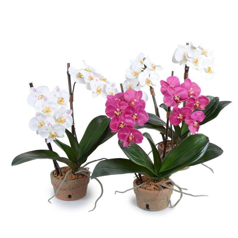Phalaenopsis Orchid (Duplicate)